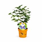 Muchovník jelšolistý (Amelanchier alnifolia) ´SASKATOON BERRY ´®- výška 20-30 cm, kont C4L - VIACKMENNÝ